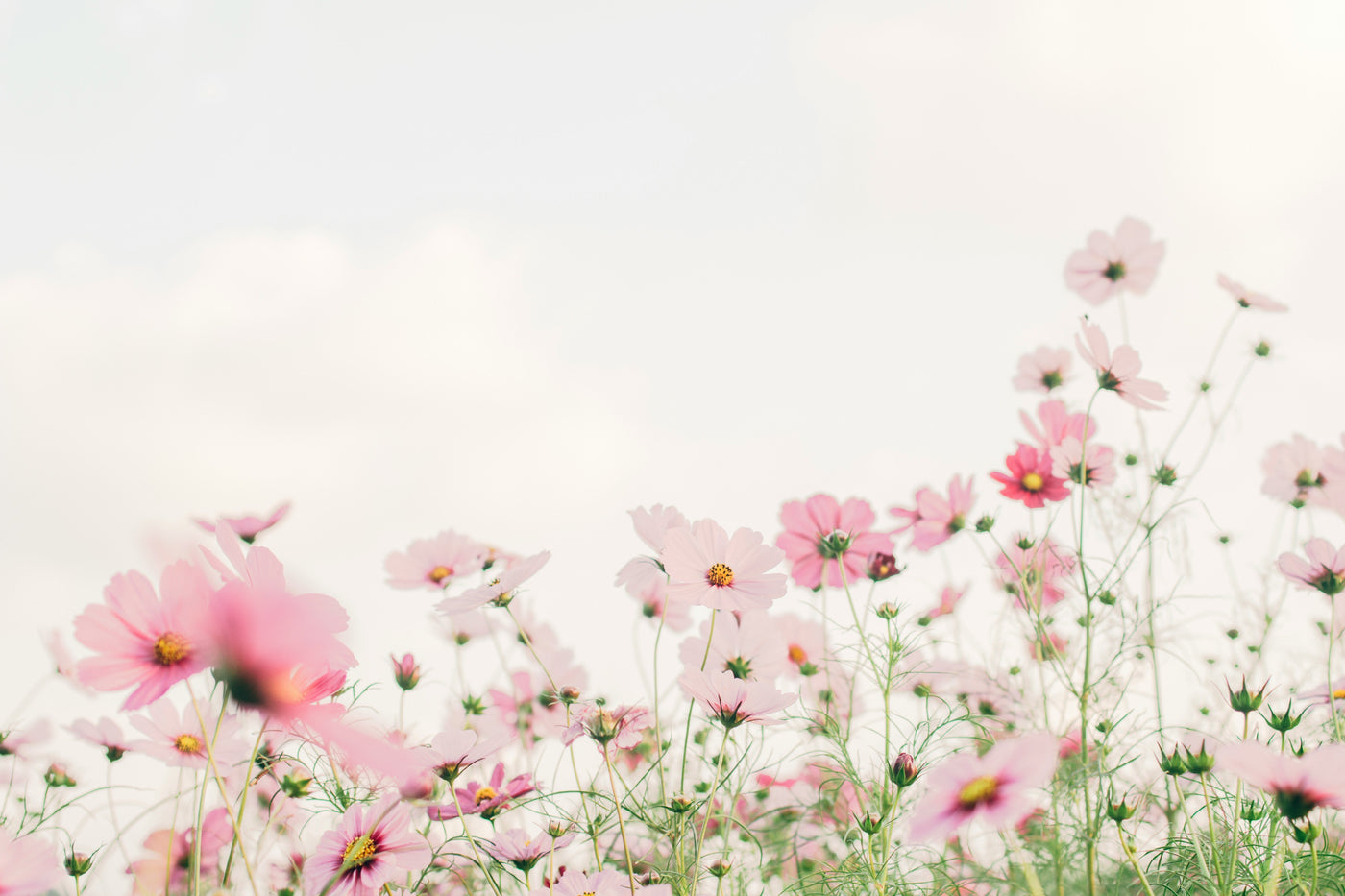 Mother's Day Gift Guide